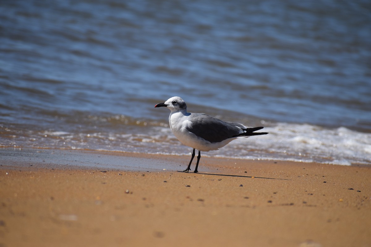 Ацтекская чайка - ML646988619