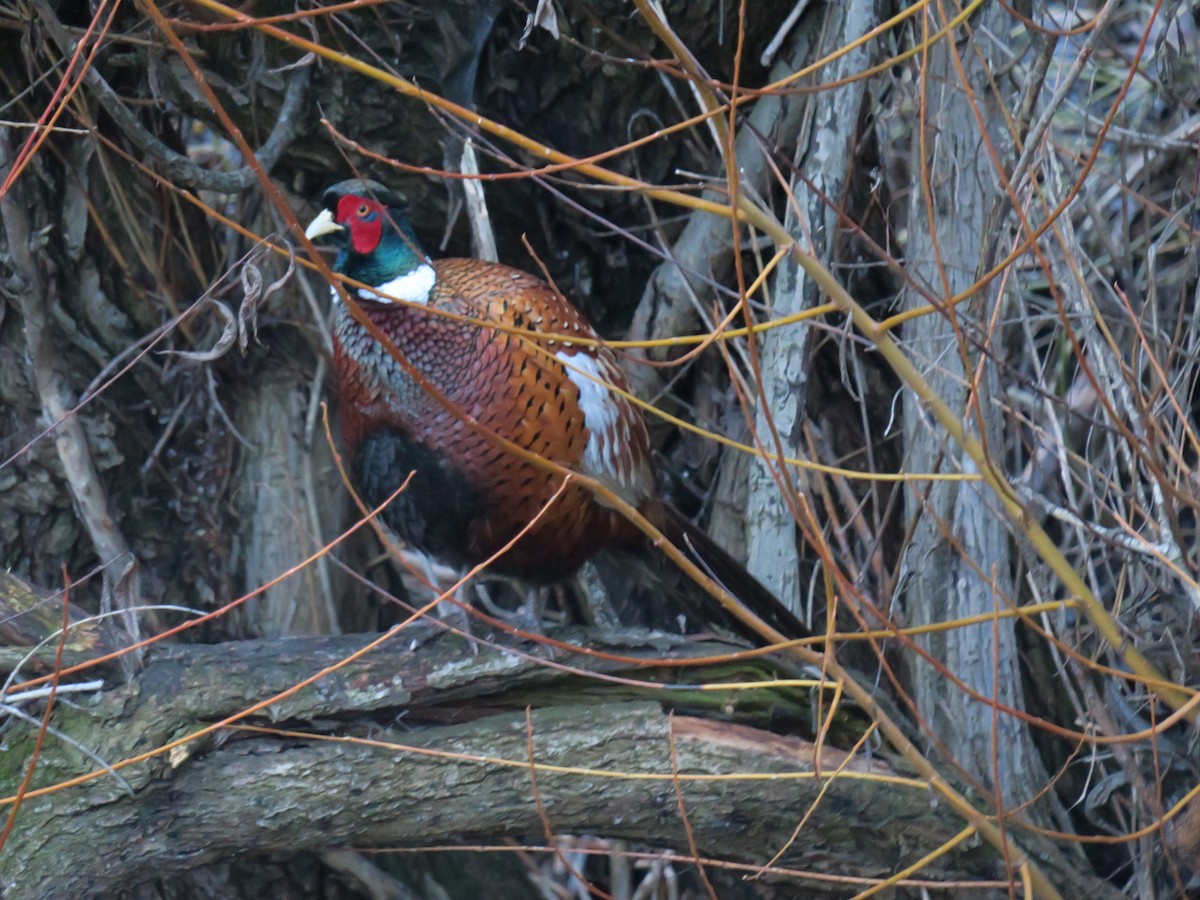 Ring-necked Pheasant - ML646988623