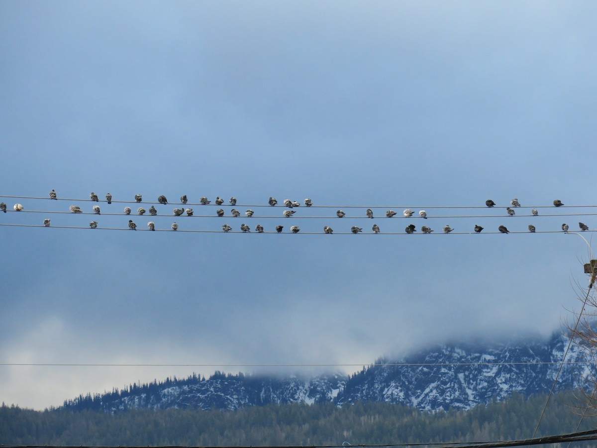 Rock Pigeon (Feral Pigeon) - ML646988636