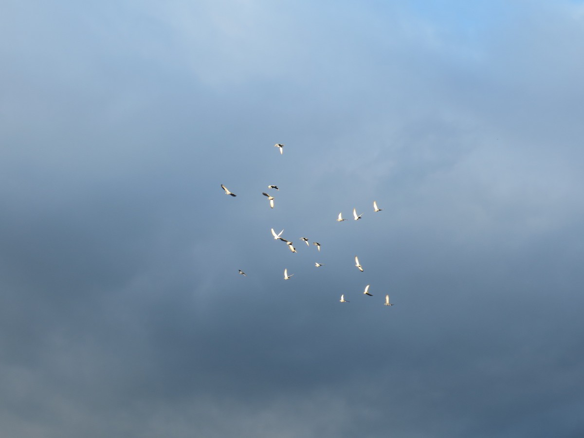 Rock Pigeon (Feral Pigeon) - ML646988637