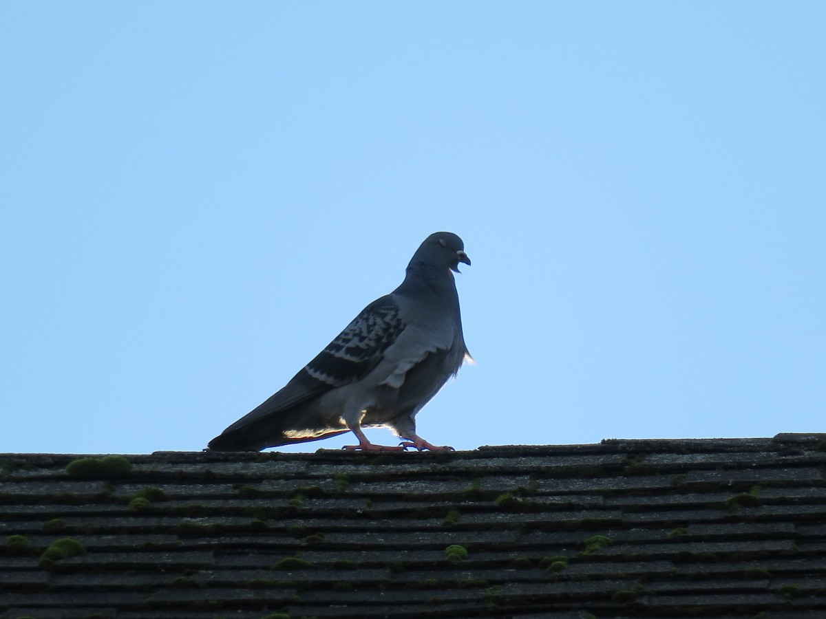 Rock Pigeon (Feral Pigeon) - ML646988638