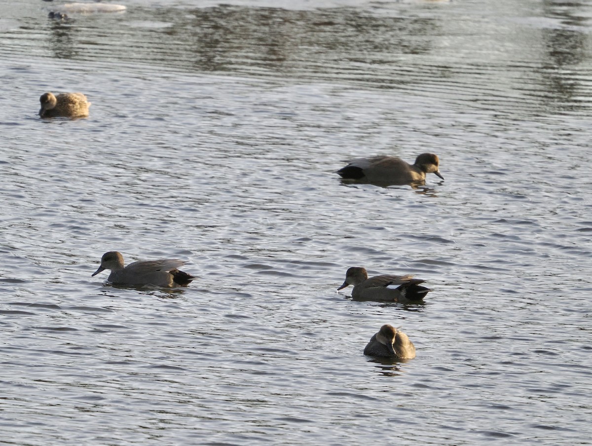 Gadwall - ML646988643