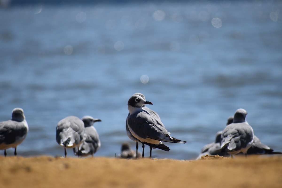 Франклинова чайка - ML646988644