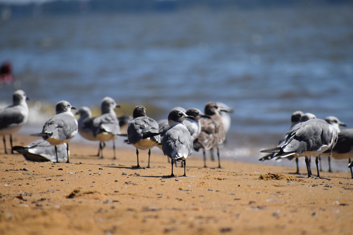 Франклинова чайка - ML646988649