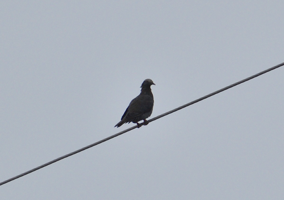 White-crowned Pigeon - ML646988650
