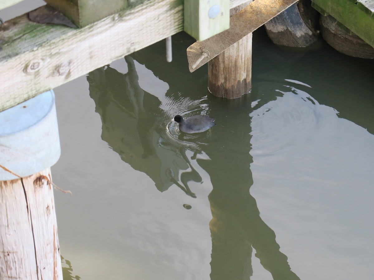 American Coot - ML646988655