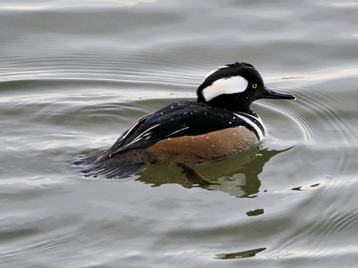 Hooded Merganser - ML646988657