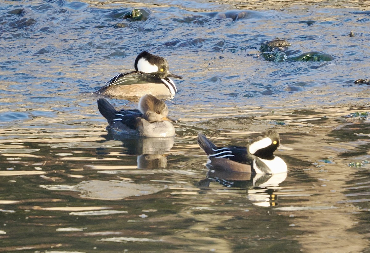 Hooded Merganser - ML646988658