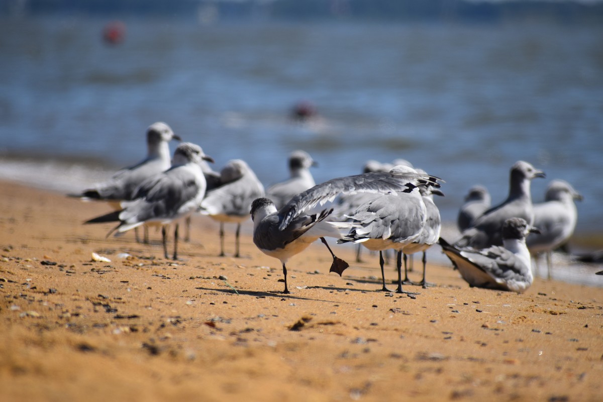 Франклинова чайка - ML646988660