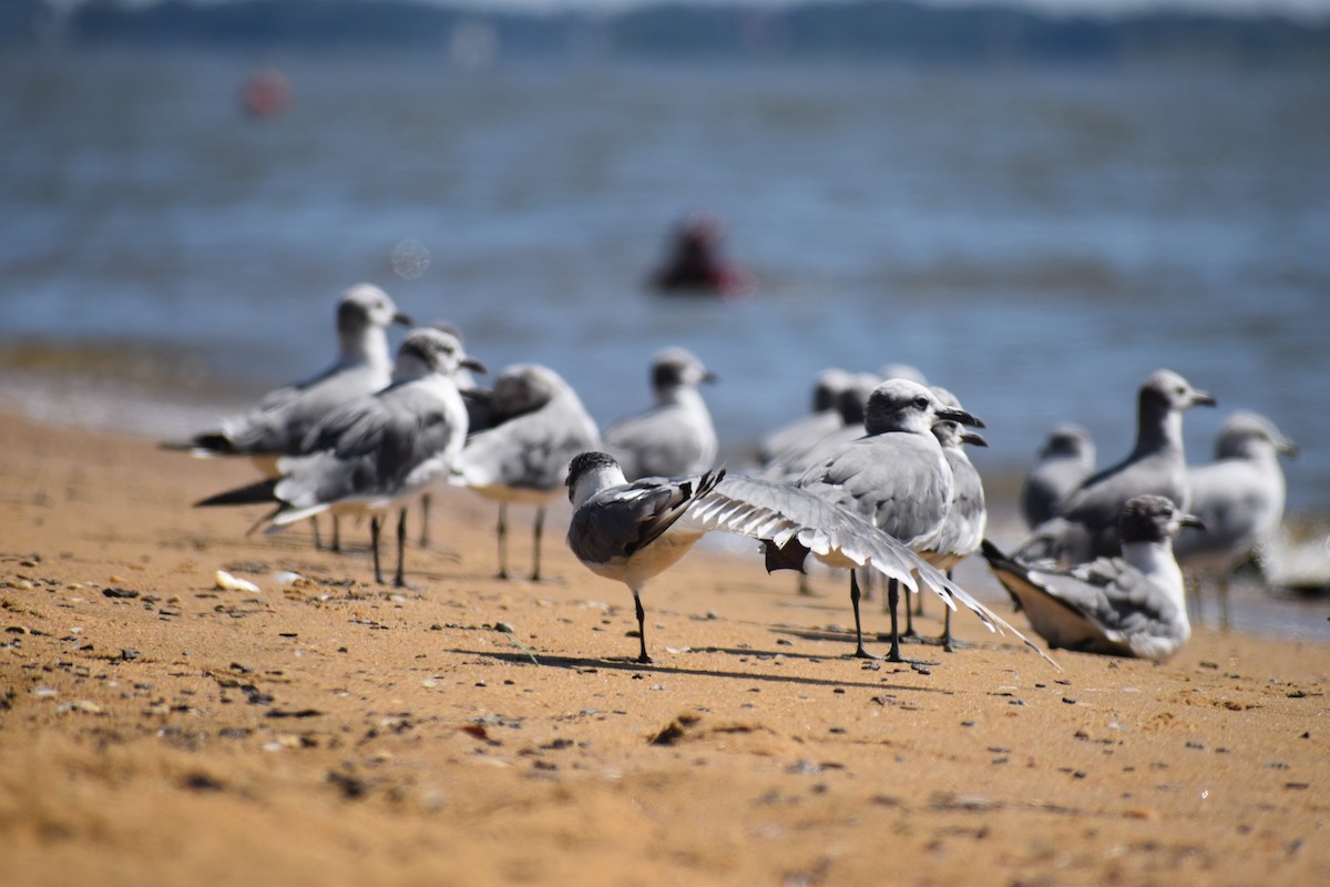 Франклинова чайка - ML646988664