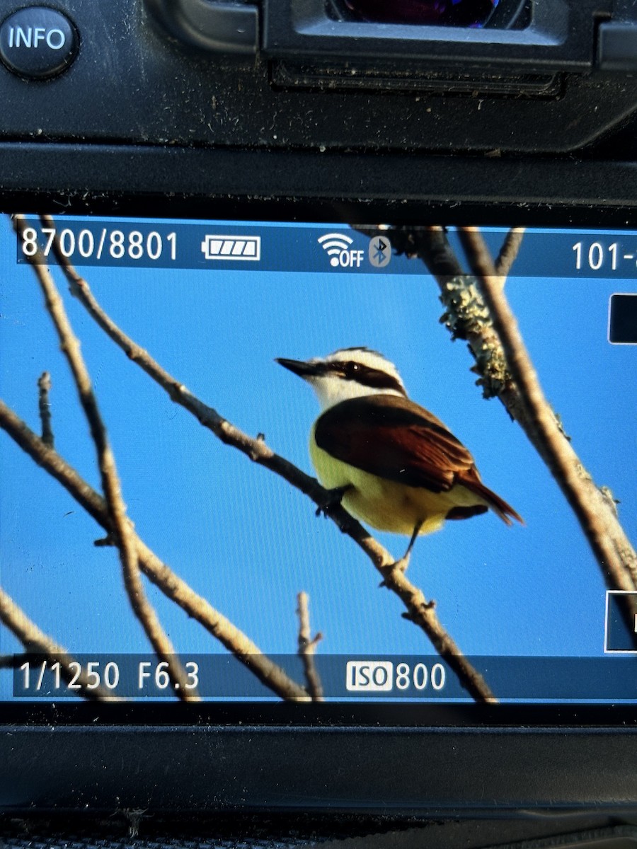 Great Kiskadee - ML646988666