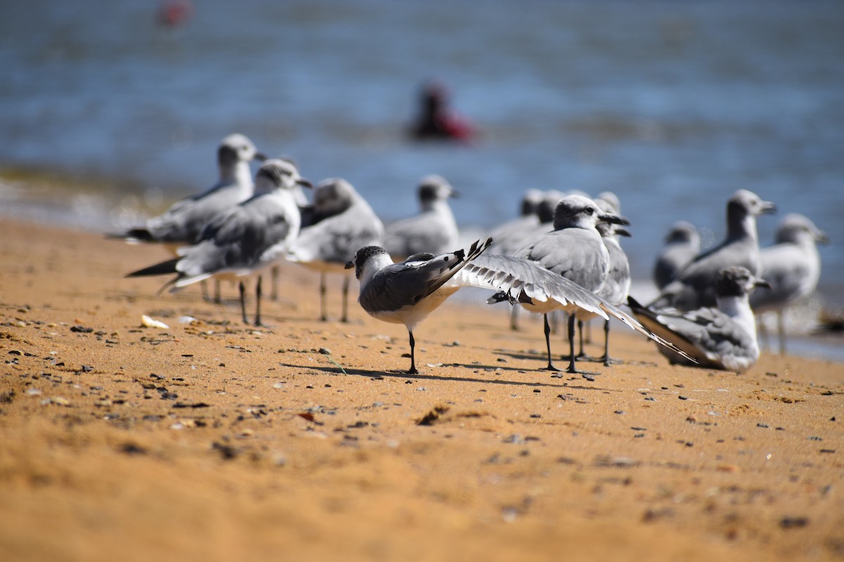 Франклинова чайка - ML646988667