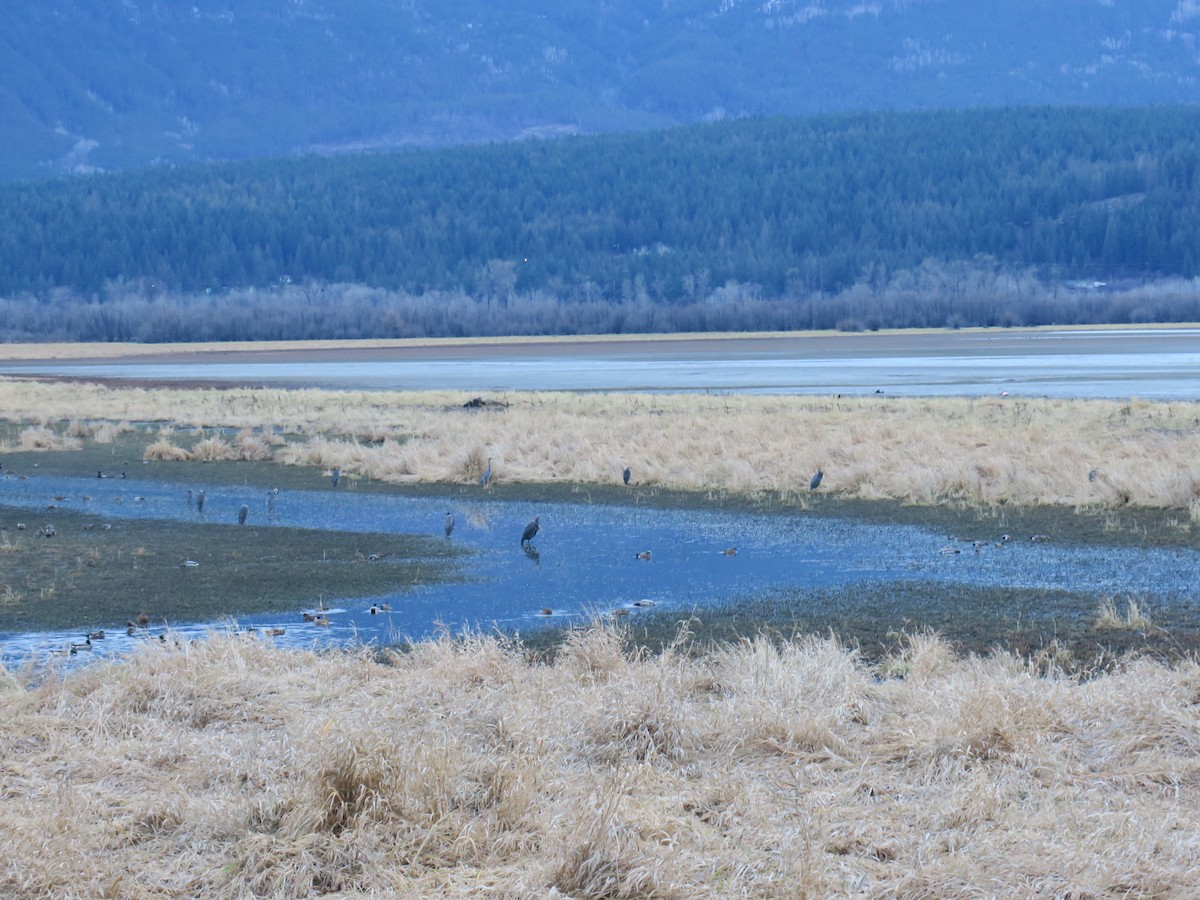 Great Blue Heron - ML646988671