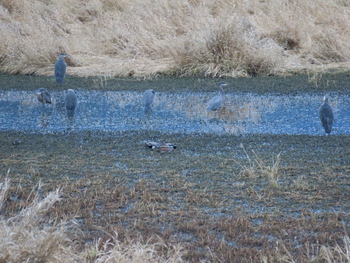 Great Blue Heron - ML646988672