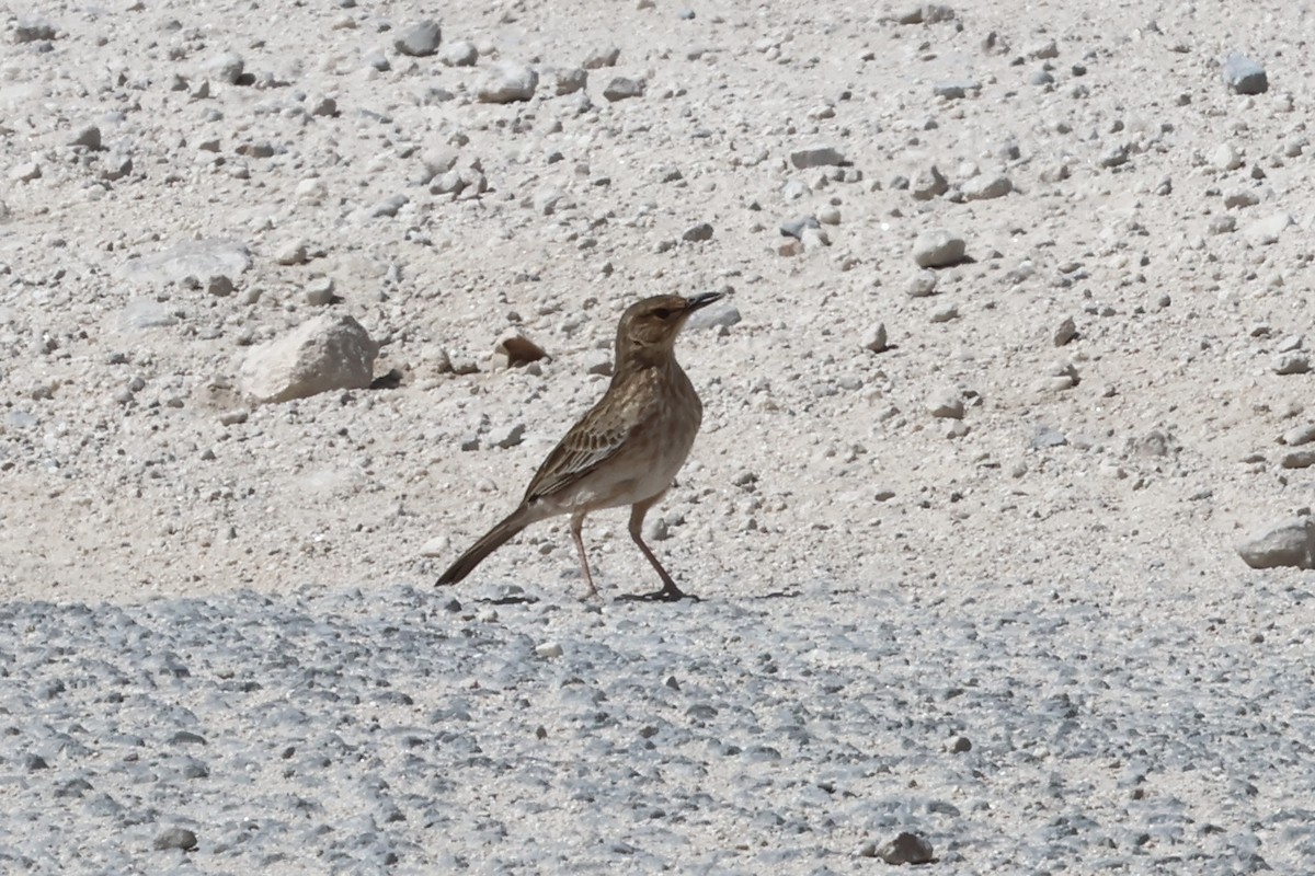 Pink-breasted Lark - ML646988673