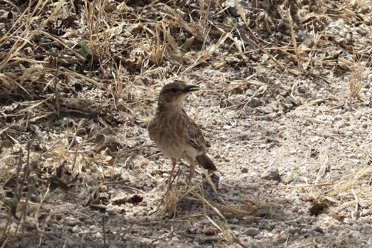 Pink-breasted Lark - ML646988674