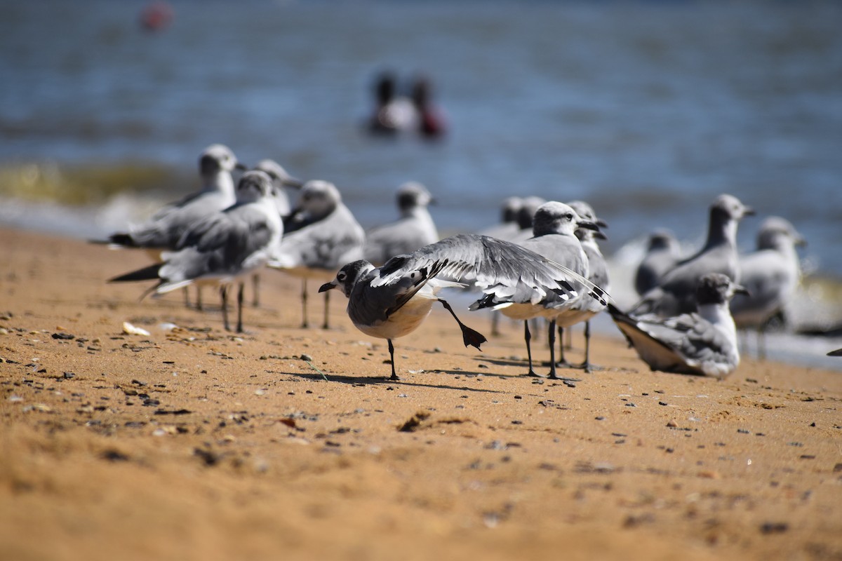 Франклинова чайка - ML646988676