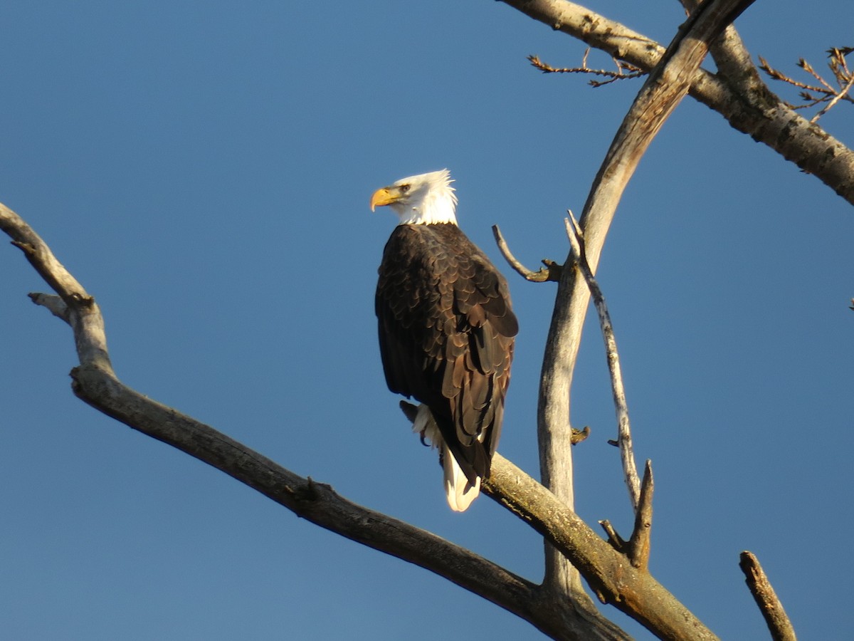Bald Eagle - ML646988683
