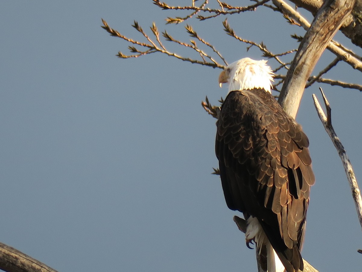 Bald Eagle - ML646988684