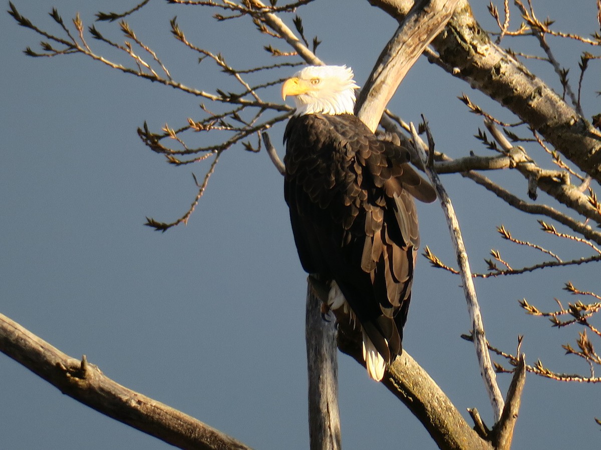 Bald Eagle - ML646988685