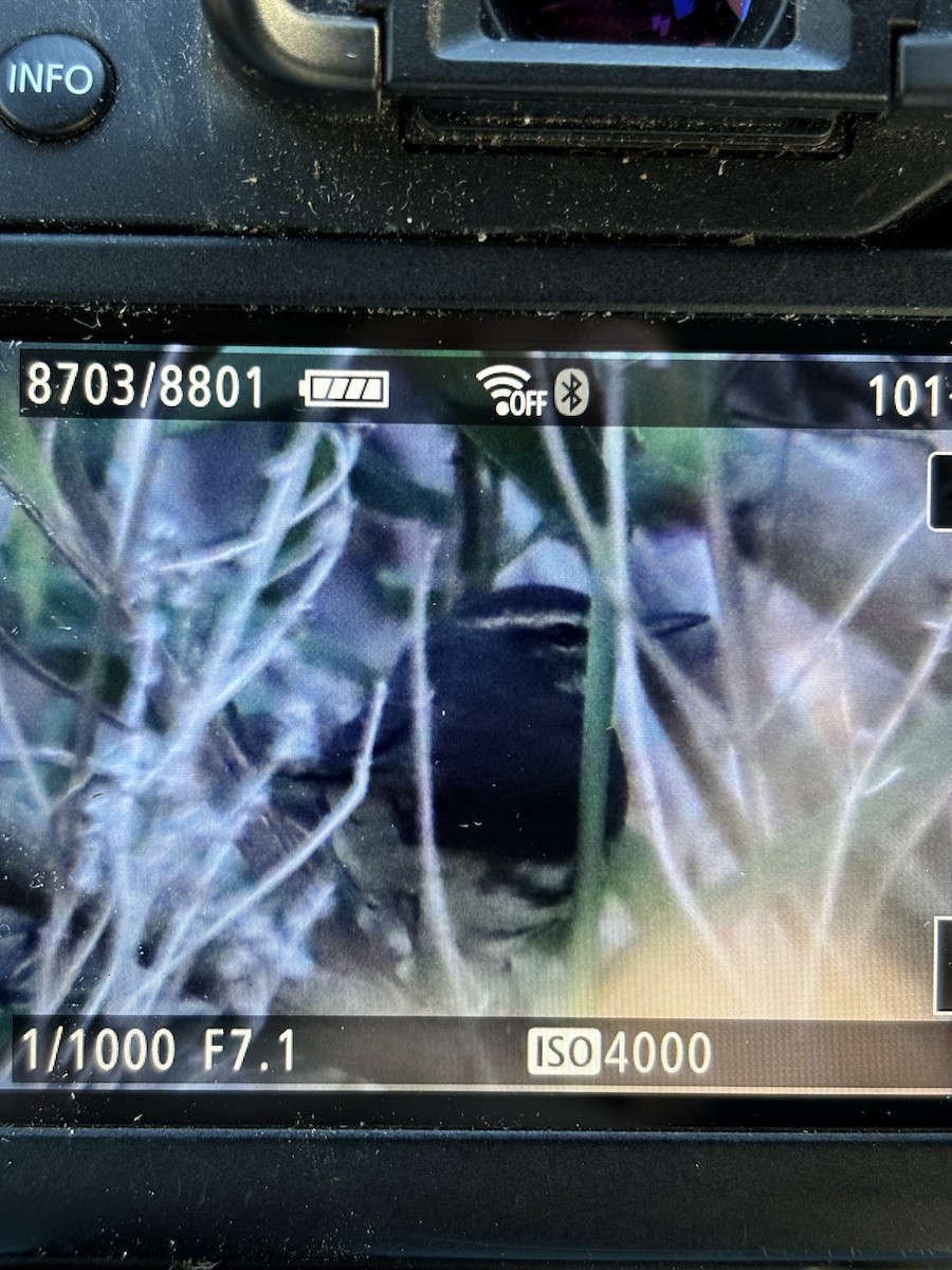 Northern Waterthrush - ML646988686