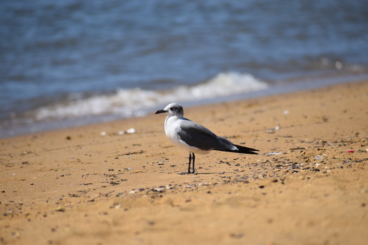 Ацтекская чайка - ML646988687