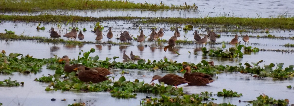 Неголь довгодзьобий - ML646988689