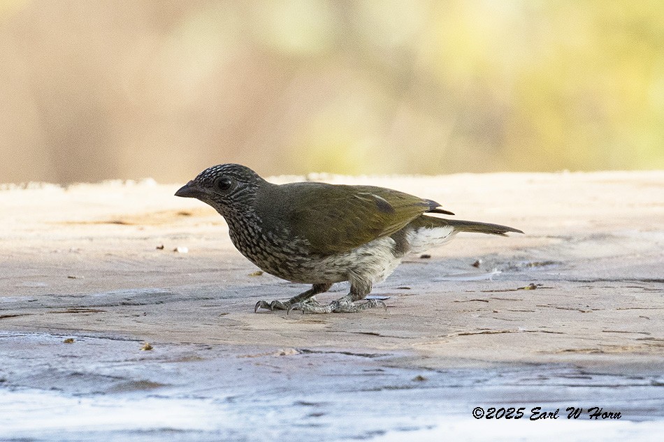 Scaly-throated Honeyguide - ML646988694
