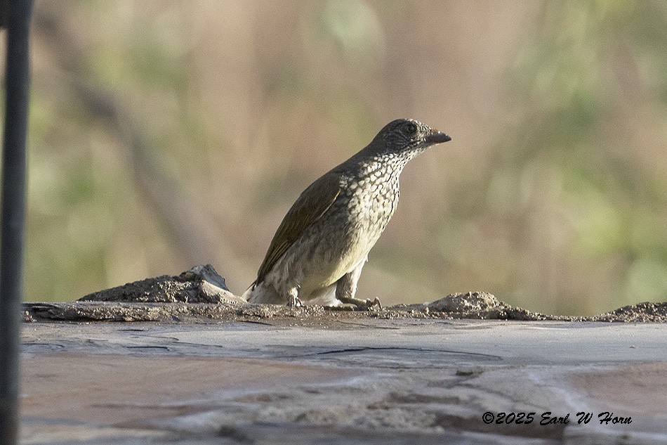 Scaly-throated Honeyguide - ML646988695