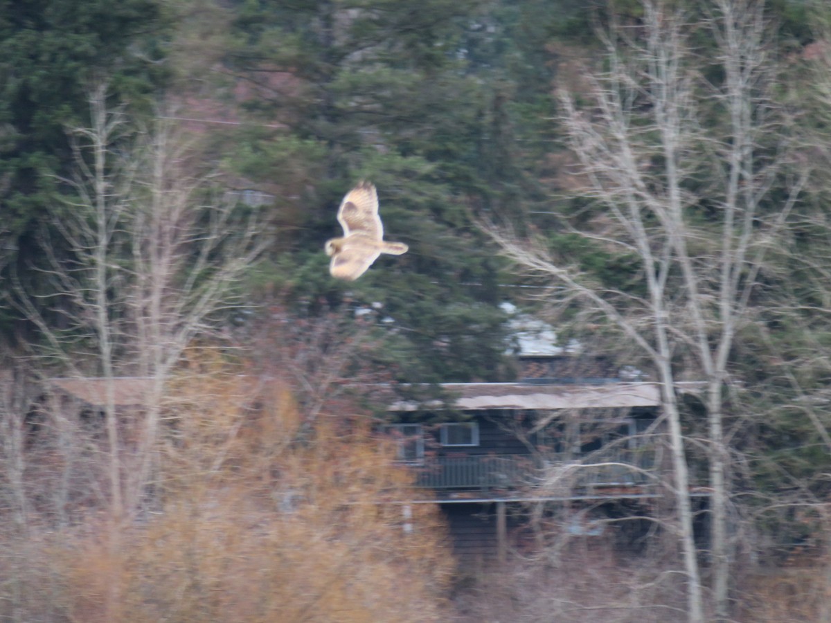 Short-eared Owl - ML646988699
