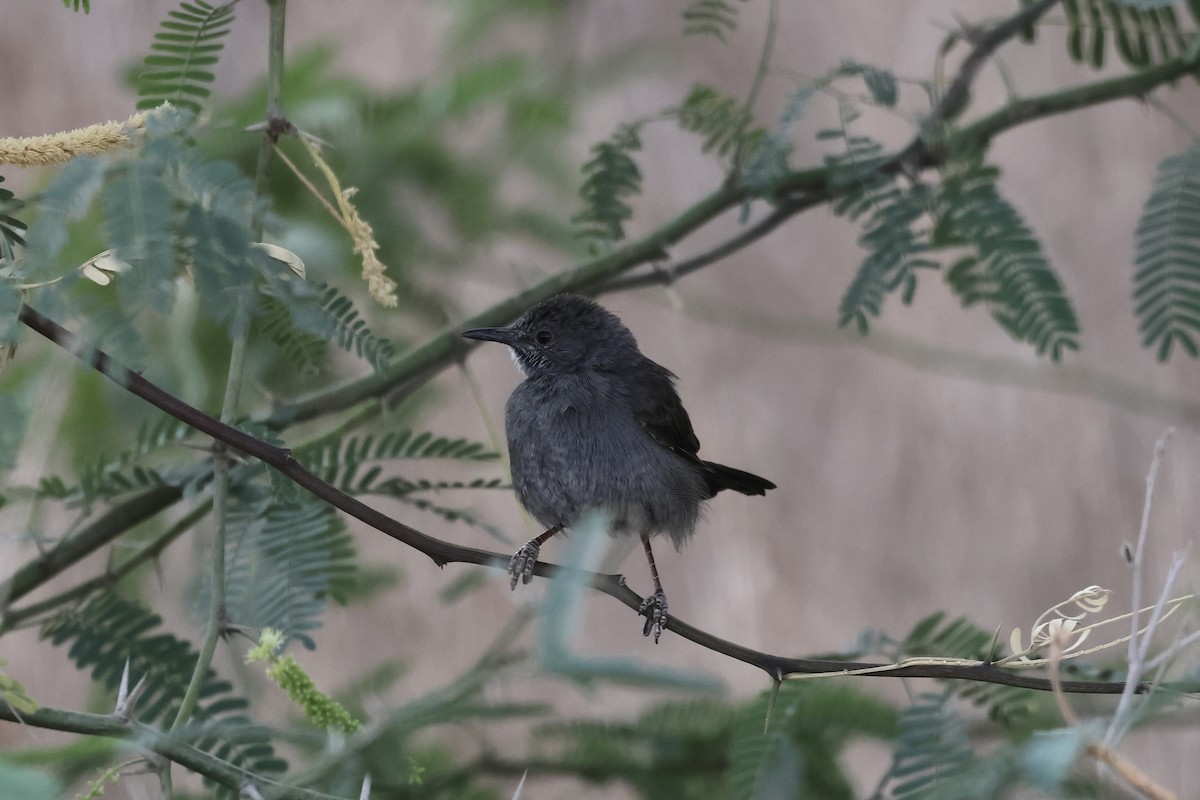 Gray Wren-Warbler - ML646988702