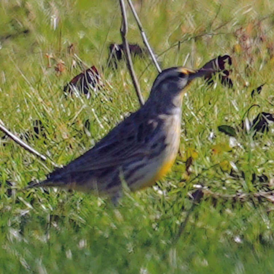 Eastern Meadowlark - ML646988704