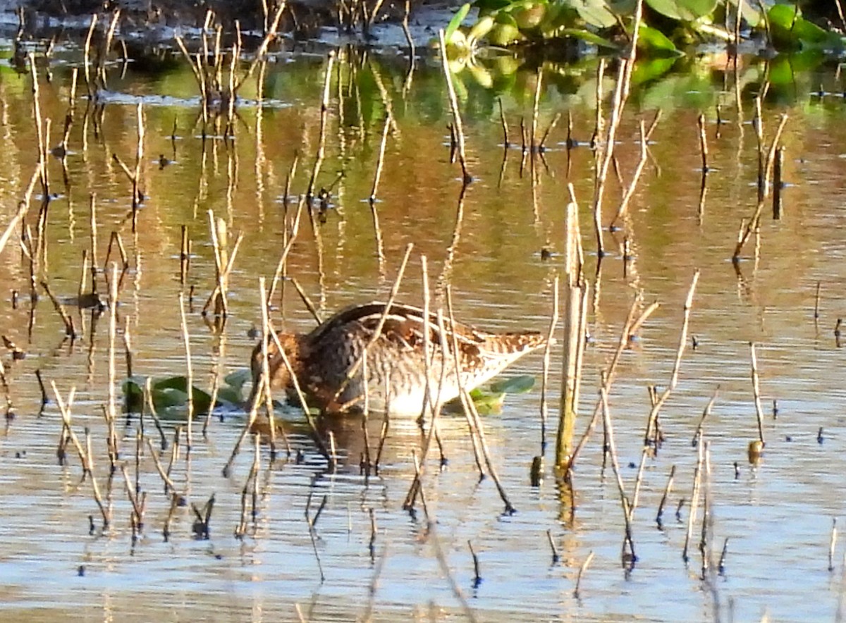 Баранець американський - ML646988705