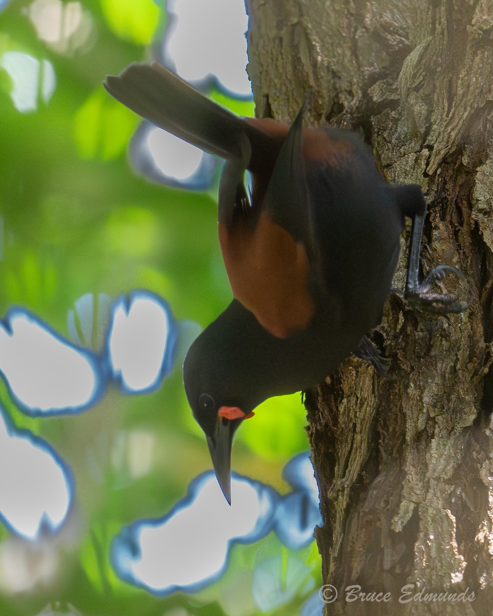 North Island Saddleback - ML646988713