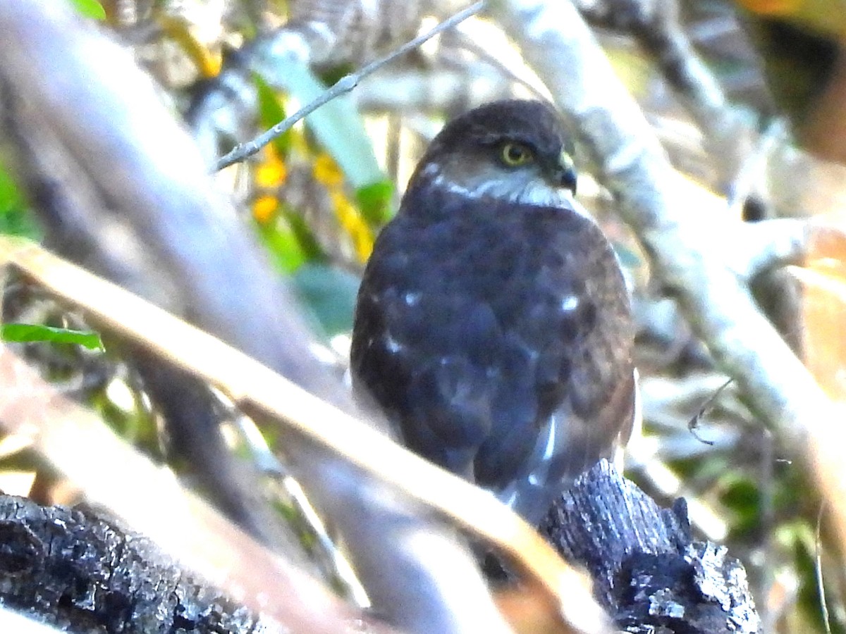 Яструб неоарктичний - ML646988714