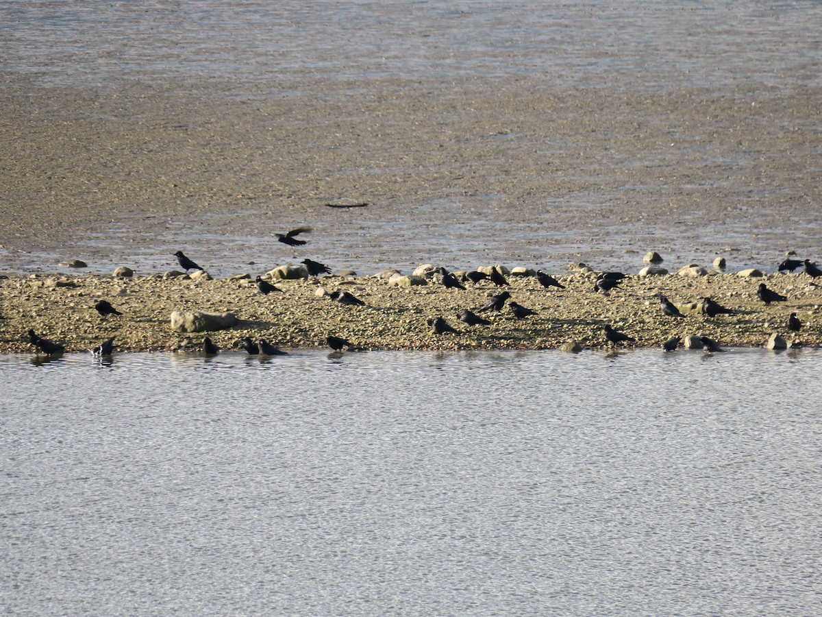 American Crow - ML646988717