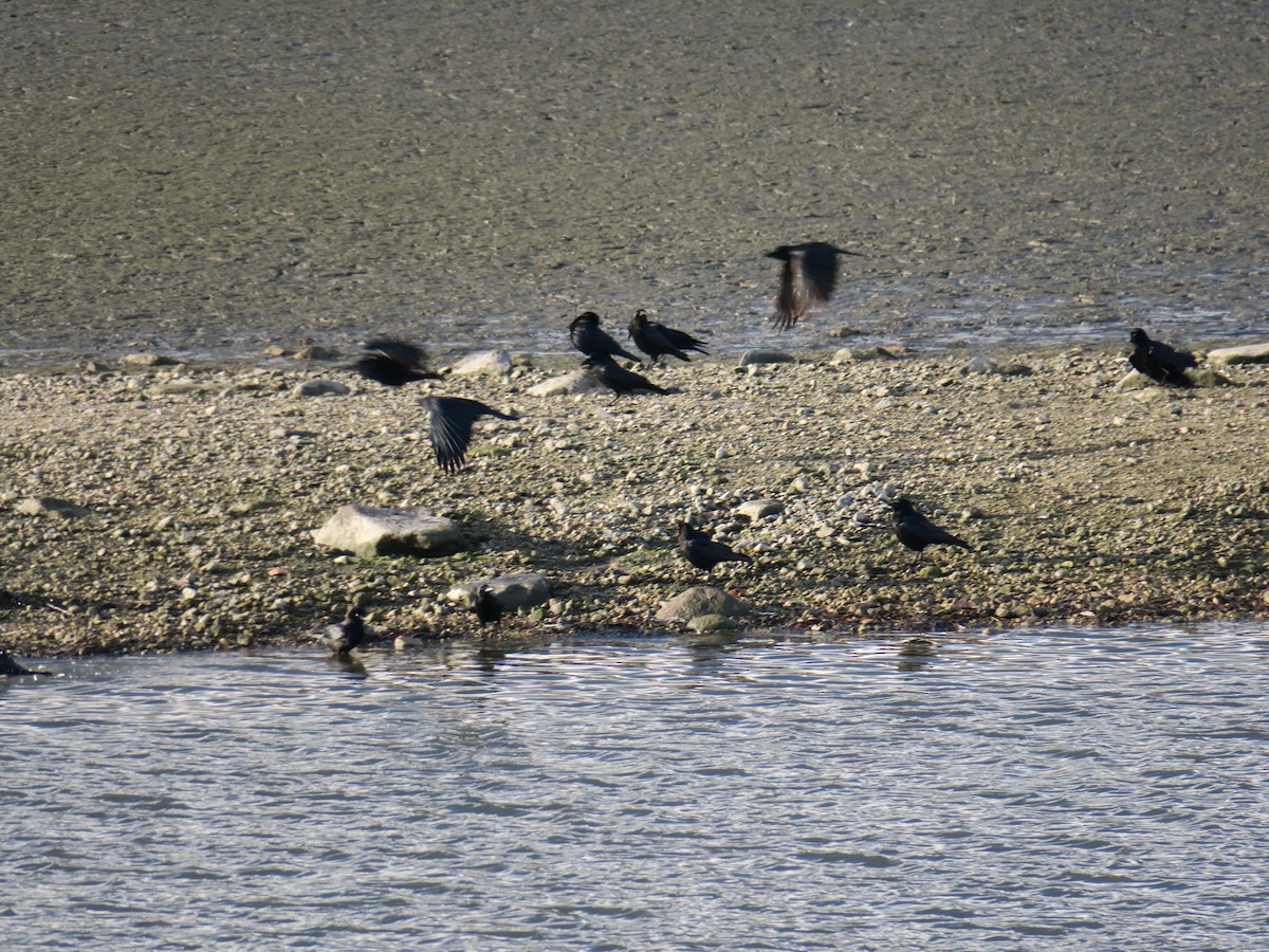 American Crow - ML646988718