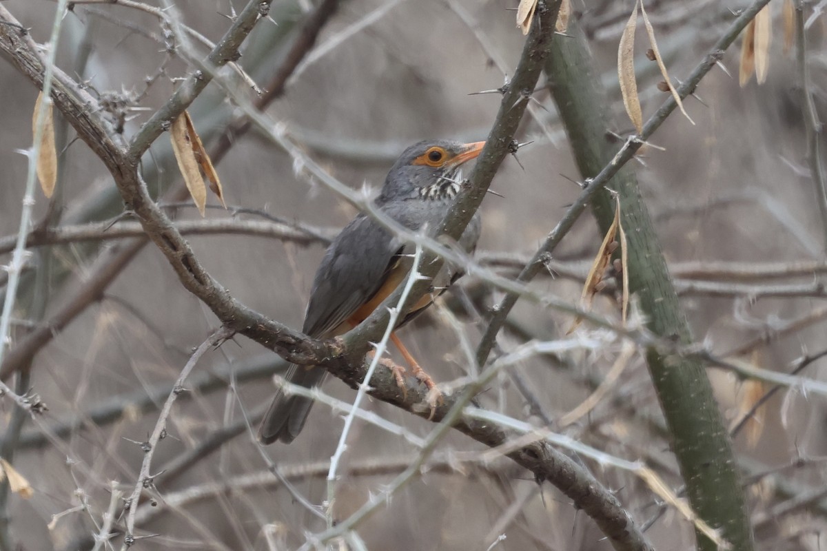 African Bare-eyed Thrush - ML646988720