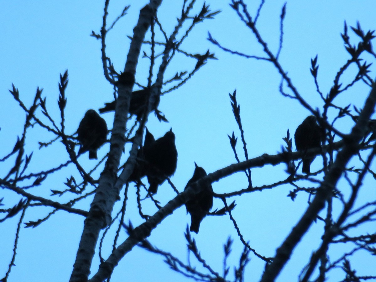 European Starling - ML646988727