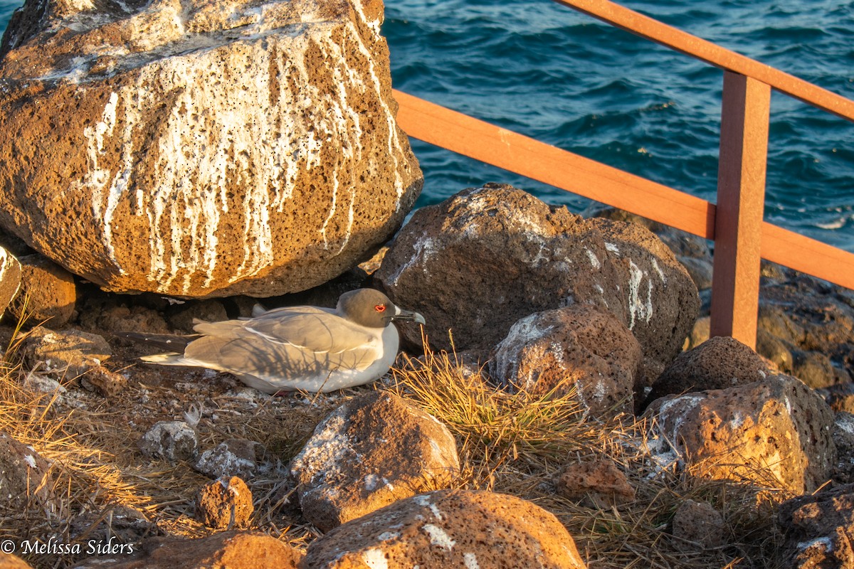 アカメカモメ - ML646988731