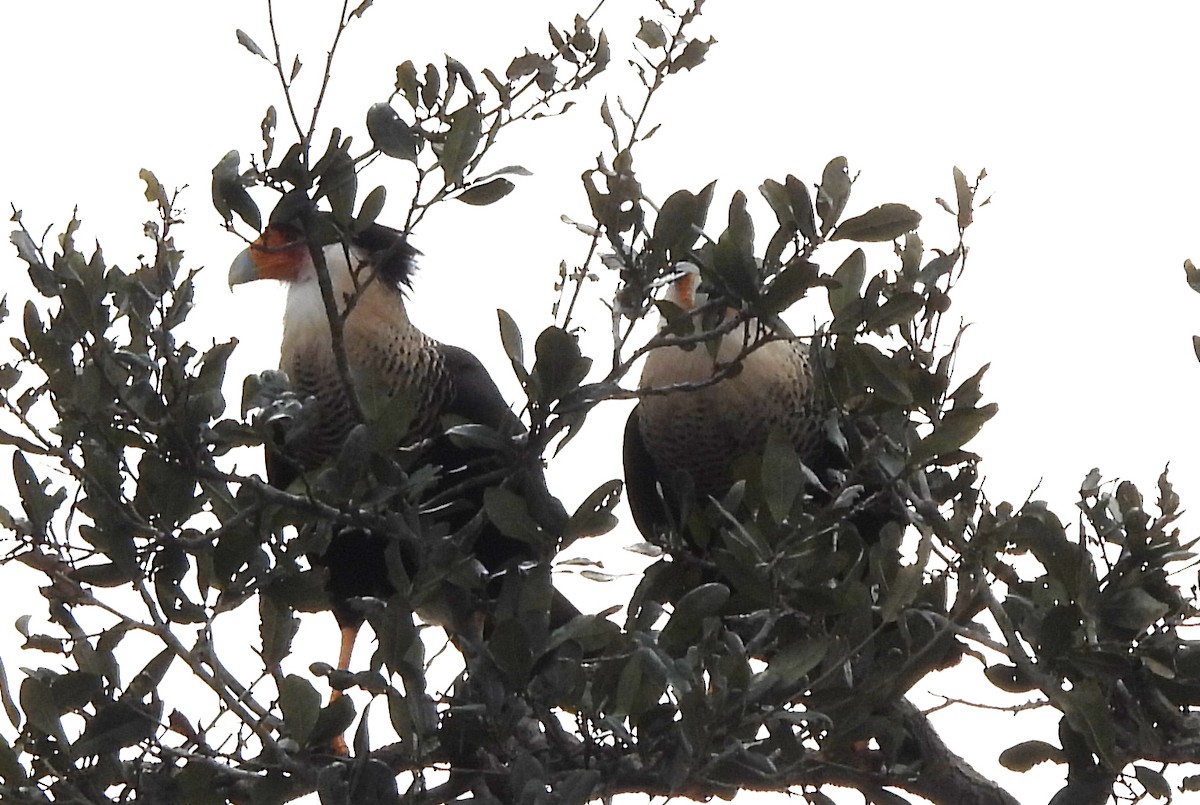 Каракара аргентинська - ML646988732