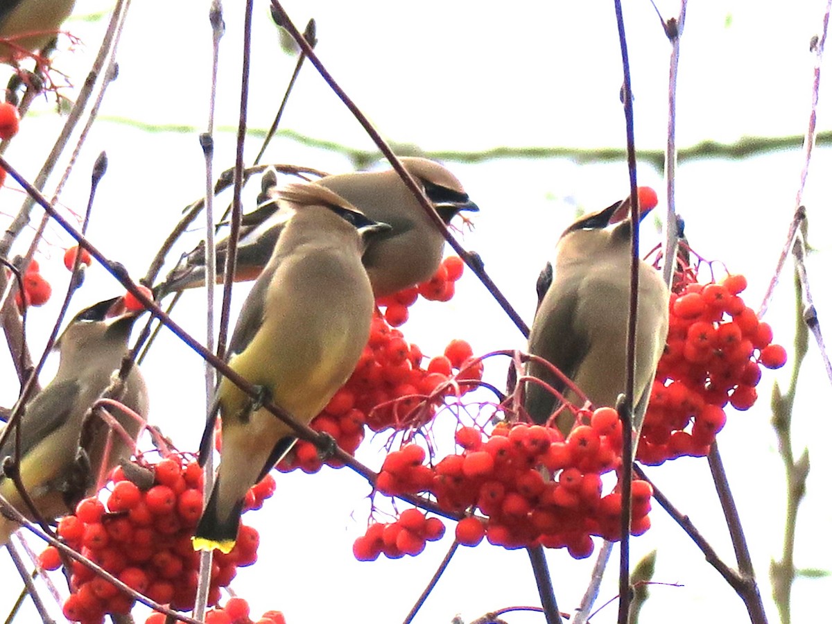 Cedar Waxwing - ML646988738