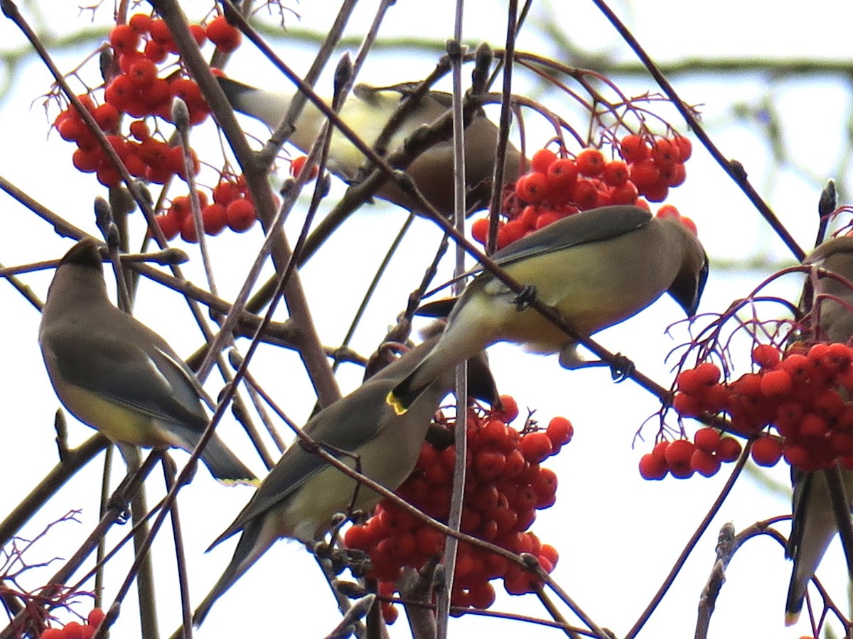 Cedar Waxwing - ML646988739