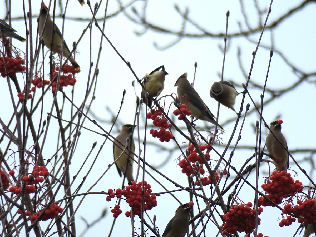 Cedar Waxwing - ML646988740