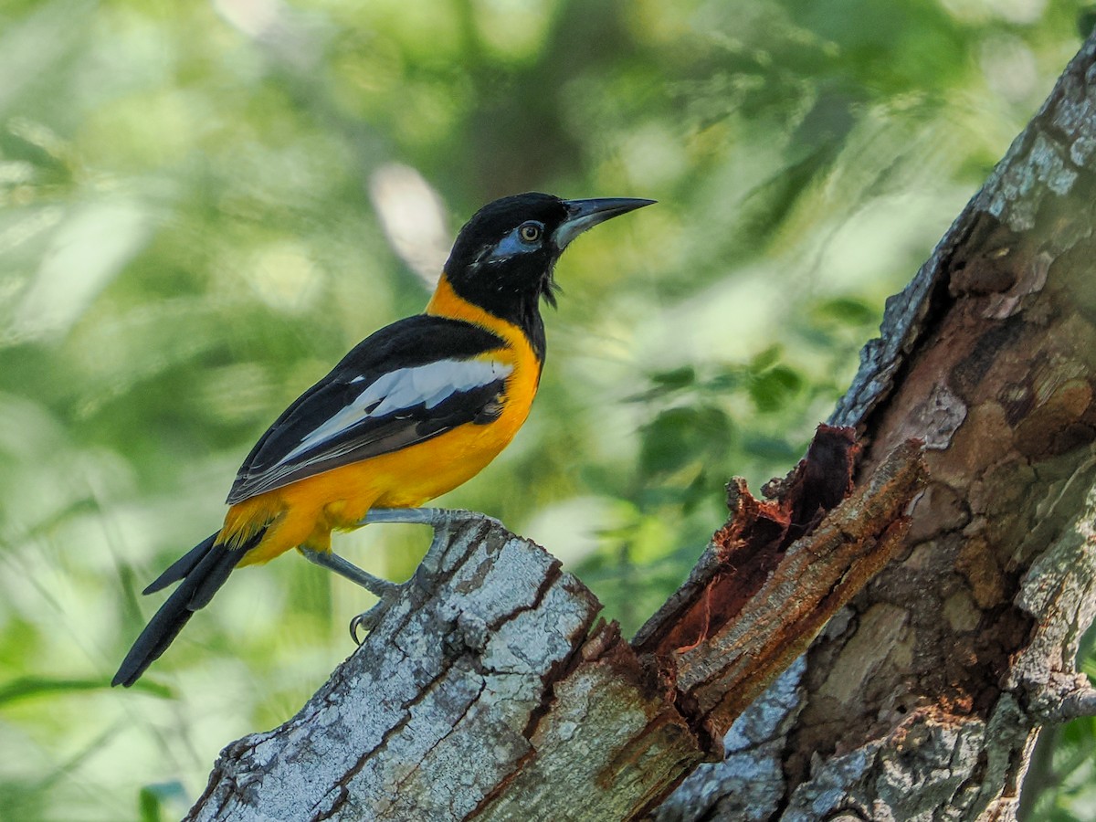 Venezuelan Troupial - ML646988747