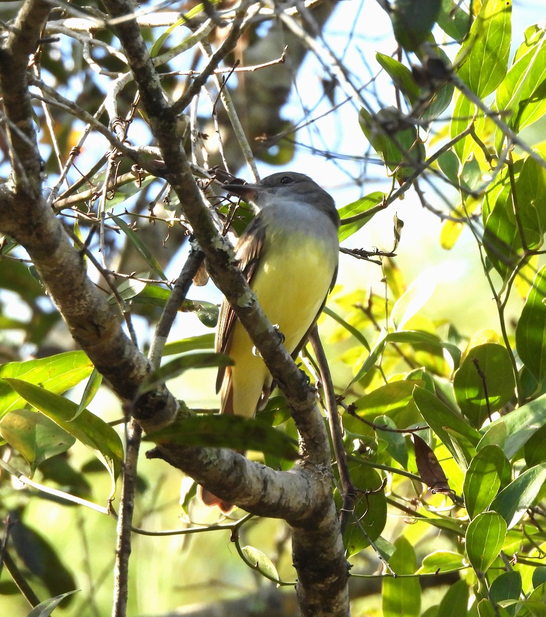 Копетон чубатий - ML646988750