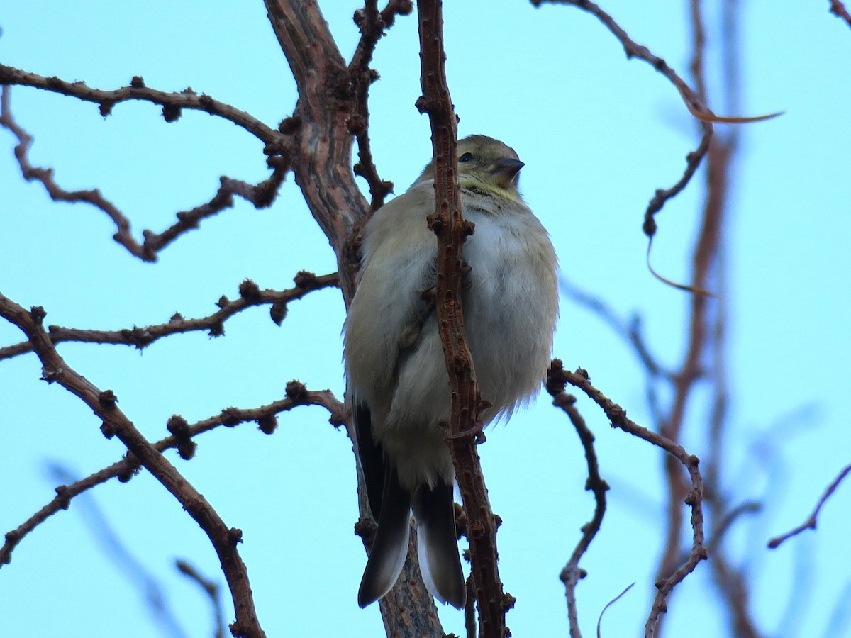 American Goldfinch - ML646988755