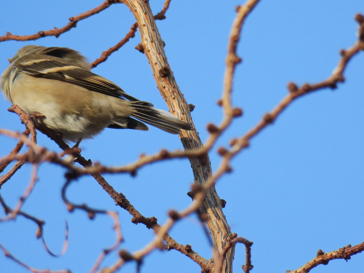 American Goldfinch - ML646988756
