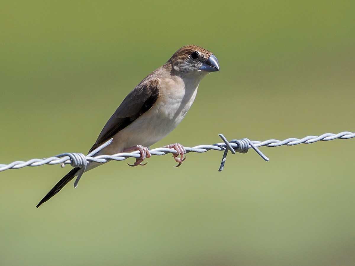 Indian Silverbill - ML646988759