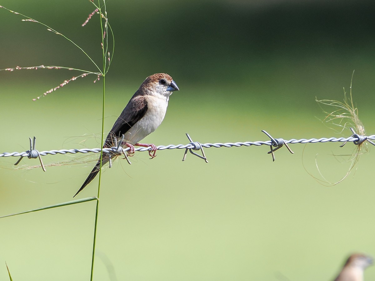 Indian Silverbill - ML646988760